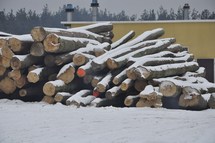 Specjalistyczna obróbka wstępna drewna